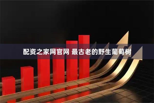 配资之家网官网 最古老的野生葡萄树