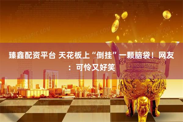 臻鑫配资平台 天花板上“倒挂”一颗脑袋！网友：可怜又好笑